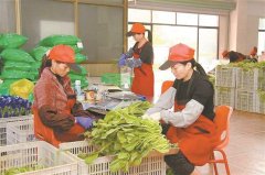 建立启用“厦门市生鲜食物平安监管消息系